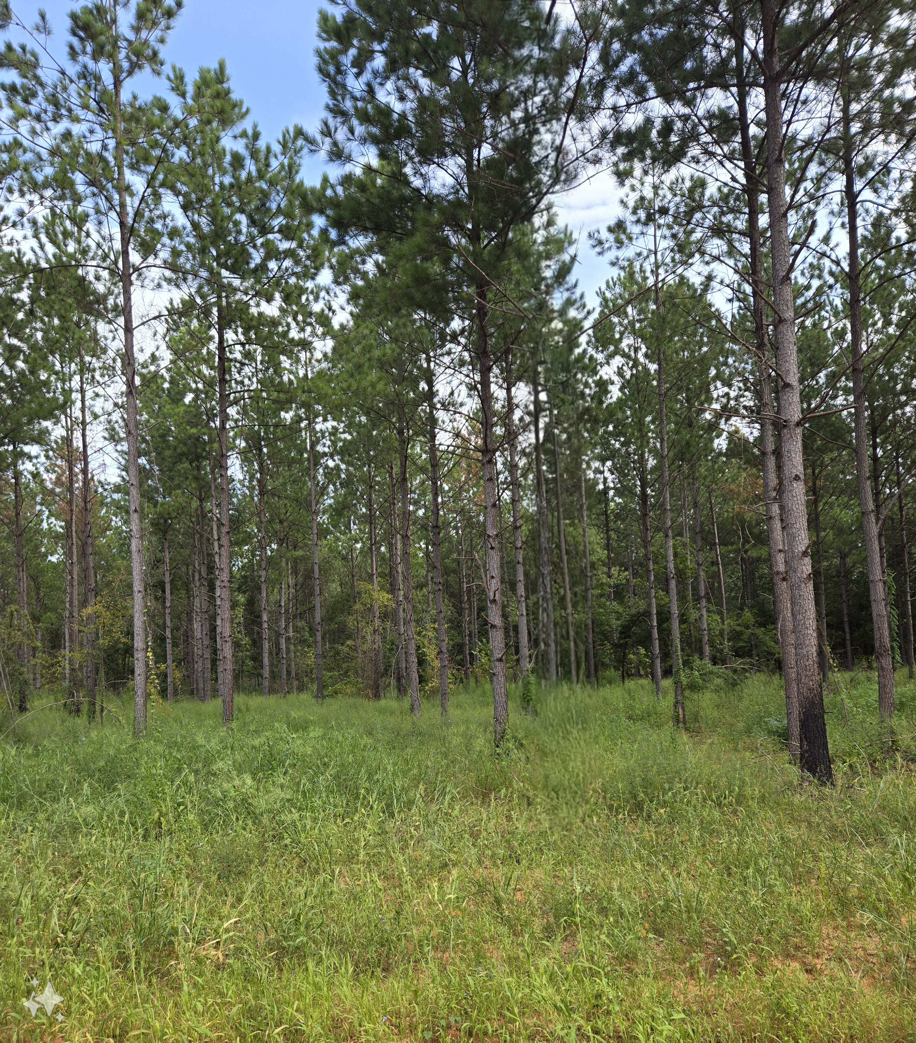 Charred Smoldering Logs